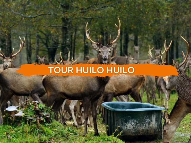 Tour Huilo Huilo